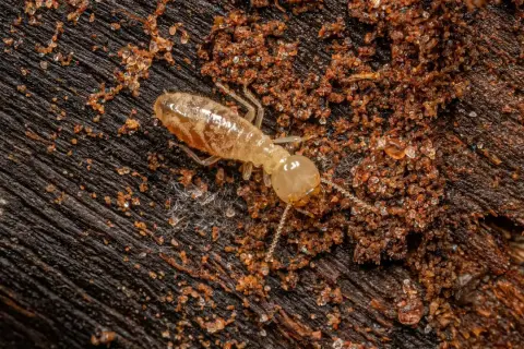 Termite alata trasparente su legno scuro, circondata da terra umida e detriti.