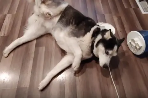 Mi perro se cae de repente, rodando por el suelo. Parece que se ha tropezado con algo.