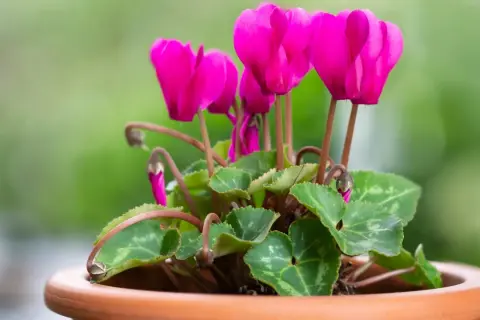En kruka med en vacker cyklamen blomma i starkt rosa. Bladen är gröna med silverfärgade mönster.