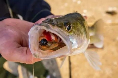 Ein Angler hält einen Zander, dessen weit geöffnetes zander maul einen bunten Köder zeigt.