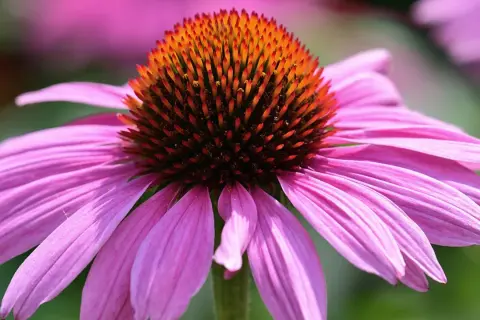 Nahaufnahme einer lila Blüte mit einem orange-braunen Kegel. Ein robuster sonnenhut winterhart, der auch bei Kälte Farbe in den Garten bringt.