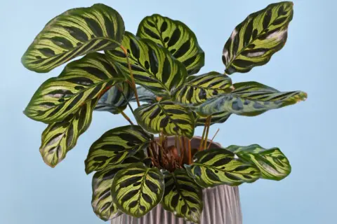 A striking calathea plant with bold green and yellow stripes. Keep this beautiful plant away from cats, as calathea is toxic to cats.