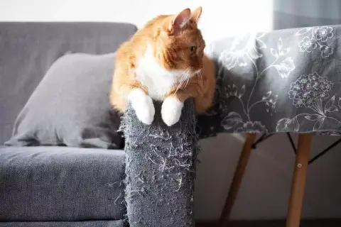 An orange cat sits on a torn couch armrest, a visual reminder of how to stop cats from scratching furniture.