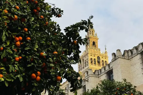 Orangenbäume vor der Giralda in Sevilla. Wie viele Tage braucht man, um diese Schönheit zu genießen?