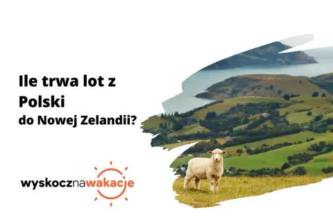 Ile się leci do Nowej Zelandii? Owca na tle zielonych wzgórz i zatoki.