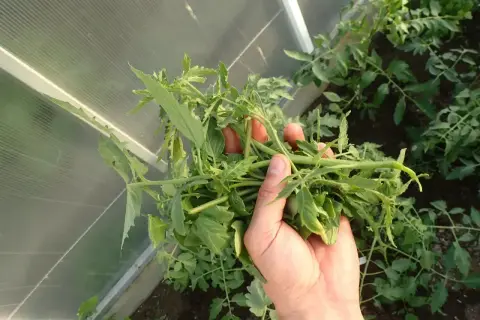 Ręka trzyma pęk zielonych pędów pomidora Zorza Toruńska w szklarni.