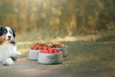 Ein Hund und eine Katze blicken auf drei Schalen mit Futter. Eine gesunde Alternative zum Barfen für Ihre Lieblinge.
