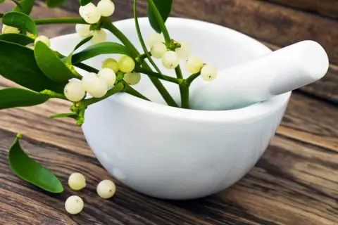 Mistelzweig mit weißen Beeren in Mörser. Informationen zu Misteltherapie Kosten.