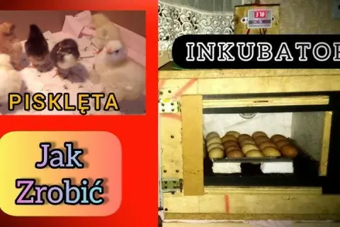 Inkubator z butelki: Zbuduj go sam! Krok po kroku do piskląt