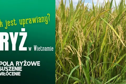 Jak uprawia się ryż: Kluczowe techniki i warunki do sukcesu
