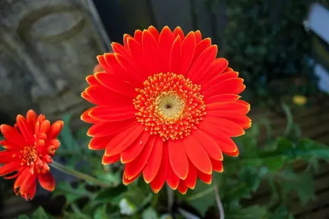 Jasna, pomarańczowa gerbera doniczkowa rozkwita obok mniejszego kwiatu. W tle widać kamienną rzeźbę.