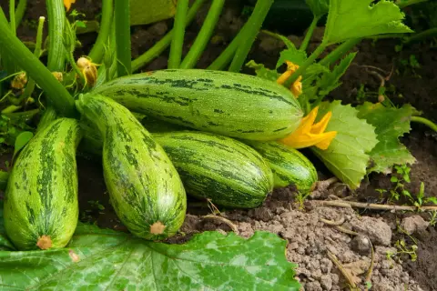 Un gruppo di zucchine verdi striate riposa sulla terra, con fiori gialli e foglie rigogliose che circondano la pianta zucchina.