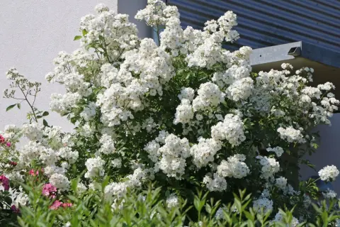 Ein üppiger Strauch mit unzähligen kleinen, weißen Blüten, der an eine rosa multiflora erinnert, blüht vor einer weißen Hauswand.