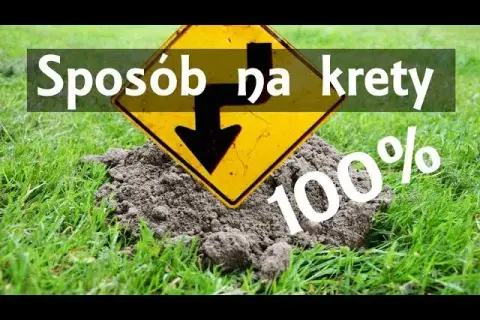 Skuteczne sposoby na pozbycie się kretów na działce bez bólu