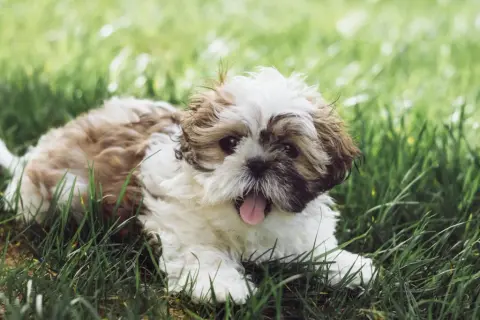 Szczeniak rasy Shih Tzu leży na trawie, patrząc w obiektyw z wystawionym językiem.