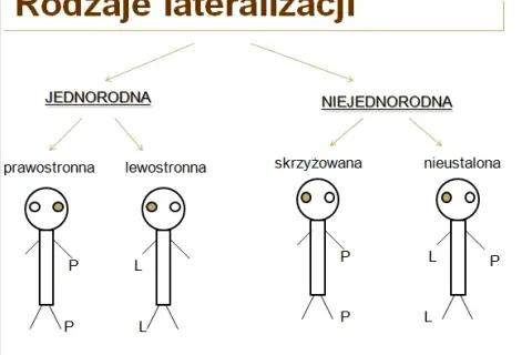 Zaburzenia lateralizacji objawy – jak rozpoznać i wpłynąć na codzienne życie?
