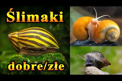Jak rozmnażają się ślimaki w akwarium - uniknij problemów z populacją