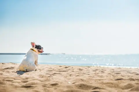 Uroczy piesek rasy buldog francuski siedzi na piaszczystej plaży, wpatrując się w błękitne morze.