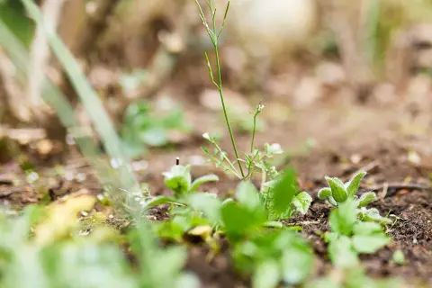 Zarte grüne Triebe kämpfen um Licht im Garten. Dieses Unkraut im Garten zeigt die Widerstandsfähigkeit der Natur.
