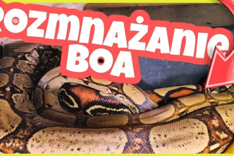 Jak rodzą się węże? Odkryj fascynujące metody ich rozmnażania