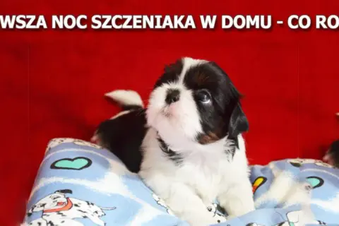Piszczenie szczeniaka w nocy? Skuteczne rady na spokojny sen