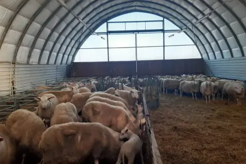 Un gregge di pecore da carne in un ovile moderno, con un agnello tra le madri.