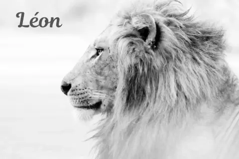 Portrait en noir et blanc d'un lion majestueux, le prénom "Léon" est inscrit en haut à gauche.
