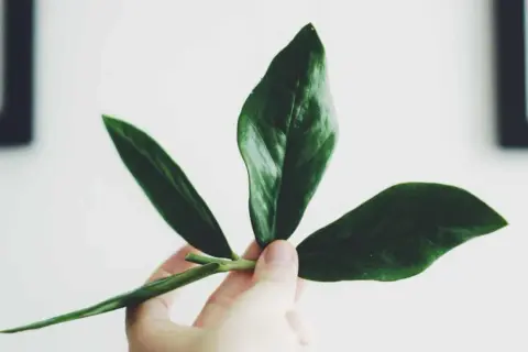 En hand håller en vacker garderobsblomma stickling med tre mörkgröna blad.