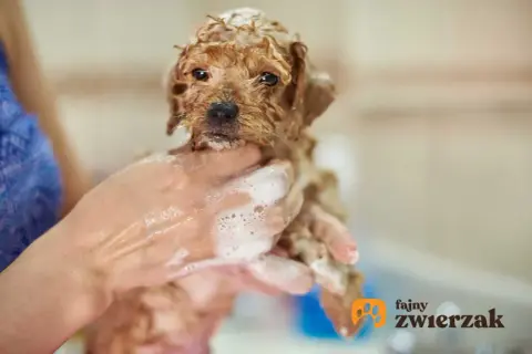 Jak kąpać szczeniaka? Wiek, technika, bezpieczeństwo Kamil Górski radzi