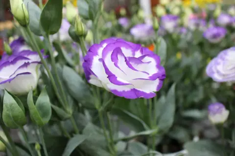 Piękna eustoma w ogrodzie, z fioletowo-białymi płatkami, otoczona zielonymi liśćmi i pąkami.