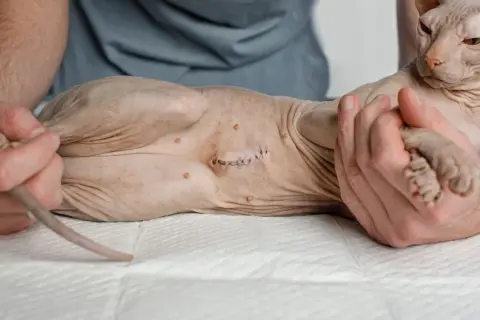 A los cuantos meses esterilizar una gata para su salud y bienestar