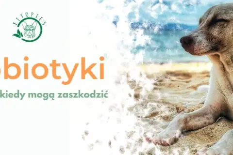 Czy można podać psu probiotyk dla ludzi? Sprawdź ryzyko i alternatywy