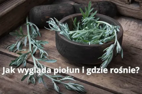 Gałązki piołunu, z charakterystycznymi, srebrzystymi liśćmi, w drewnianej misie. Poznaj, jak wygląda piołun i gdzie rośnie.