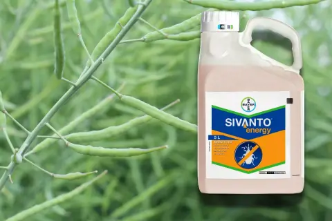 Sivanto energy – insektycyd w 5-litrowym opakowaniu, chroniący rośliny przed szkodnikami.