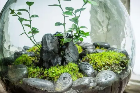 Miniaturowe terrarium w szklanej kuli z mchem, kamieniami i roślinami.
