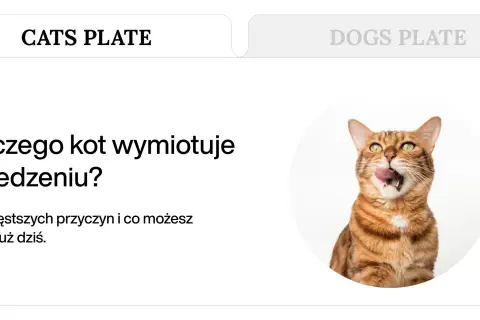 Brązowy kot z zielonymi oczami oblizuje pysk na białym tle.