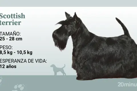 Un terrier escocés negro, con su característico pelaje y barba, posa junto a información sobre su tamaño, peso y esperanza de vida.