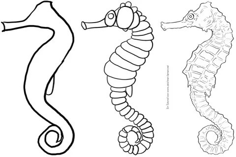 Tres dibujos de animales marinos: un boceto de caballito de mar, uno con detalles y otro más realista.