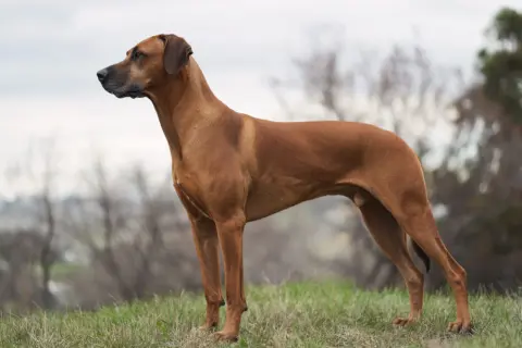 En ståtlig Rhodesian Ridgeback står på en gräsklädd kulle, dess kroppshållning speglar dess lugna och självsäkra rhodesian ridgeback temperament.