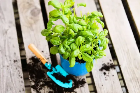 Frischer Basilikum im Garten, bereit zum Einpflanzen. Eine kleine Schaufel liegt daneben in der Erde.