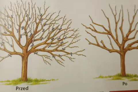 Ilustracja pokazuje cięcie starej jabłoni: przed zabiegiem drzewo jest gęste, po - przerzedzone, z wyraźnymi cięciami.