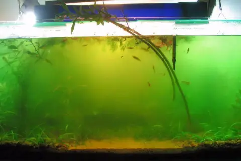 Un aquarium avec une eau verte et trouble, des plantes aquatiques et de petits poissons.