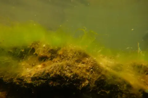 Sous l'eau, des algues microscopiques forment un tapis verdâtre sur un fond sombre, avec de fines bulles d'air.