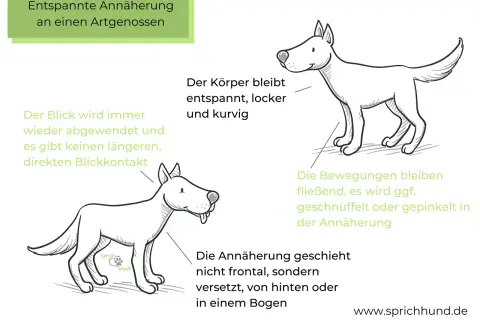 Ein Hund bleibt stehen, wenn er andere Hunde sieht. Sein Körper ist entspannt, Blickkontakt wird vermieden. Annäherung erfolgt seitlich oder im Bogen.