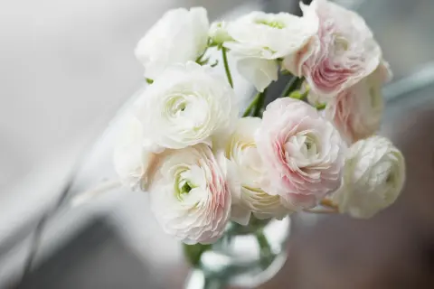 A bouquet of delicate white and pale pink ranunculus flowers. While beautiful, are ranunculus poisonous to cats?
