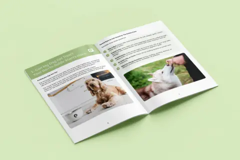 A guide on what vegetables dogs can eat, featuring a Cocker Spaniel and a Husky being fed treats.