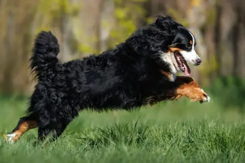Ein Berner Sennenhund hat einen riesigen **Zoomies hund**-Moment und springt über das grüne Gras, die Zunge hängt heraus.