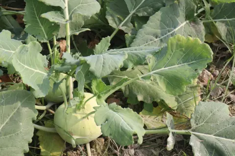 Nahaufnahme von zwei hellgrünen Kohlrabi-Pflanzen, die im Boden wachsen, umgeben von großen, grünen Blättern.