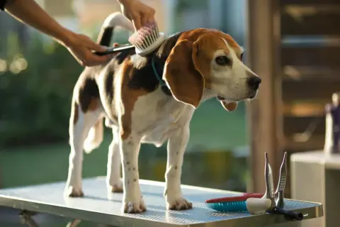 Czy beagle gubią sierść? Odkryj, jak zminimalizować linienie