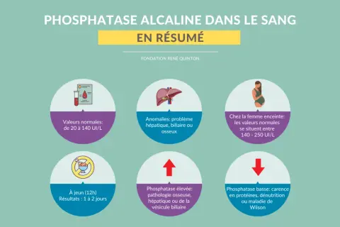 Résumé sur la phosphatase alcaline : valeurs normales, anomalies hépatiques/biliaires/osseuses, valeurs chez la femme enceinte, et causes d'une phosphatase élevée ou basse.